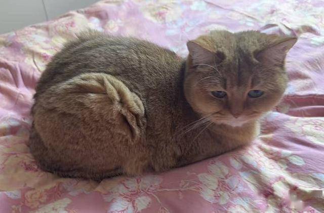 经济”何以驶入医疗科技的千亿赛道｜科技观察AG真人游戏地址胖